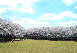 青空の下咲いた桜が美しい一の割公園を芝生側から撮影した写真