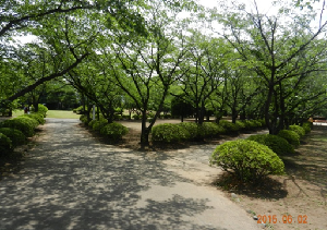 木々に覆われた一の割公園内の遊歩道の様子を撮影した写真