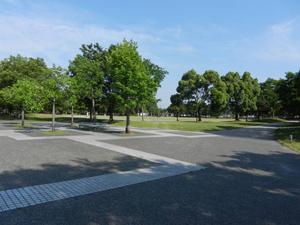 庄和総合公園内の中央広場に生えている木々を遠目のアングルから撮影した写真