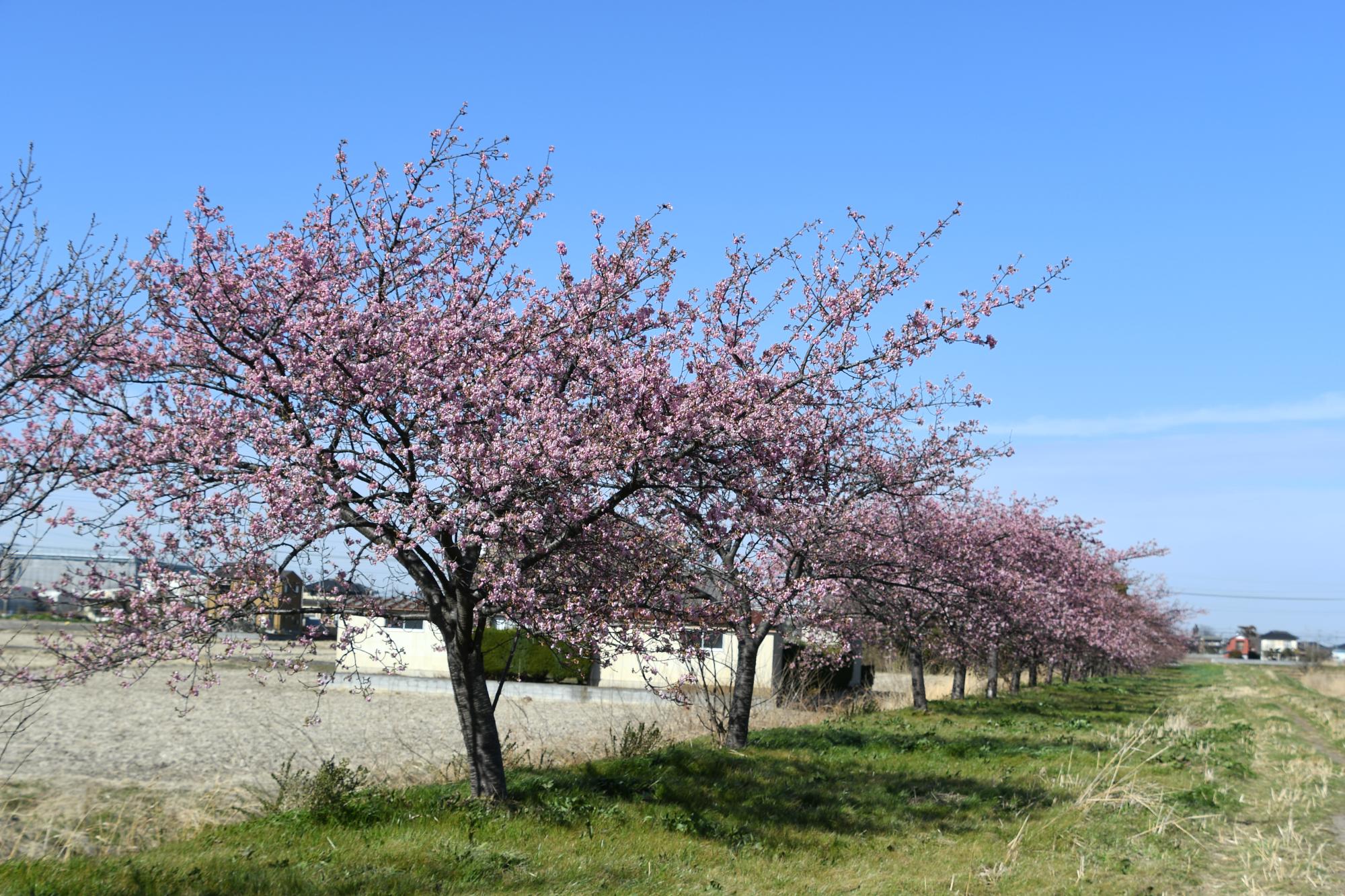 遊歩道に並ぶ河津桜