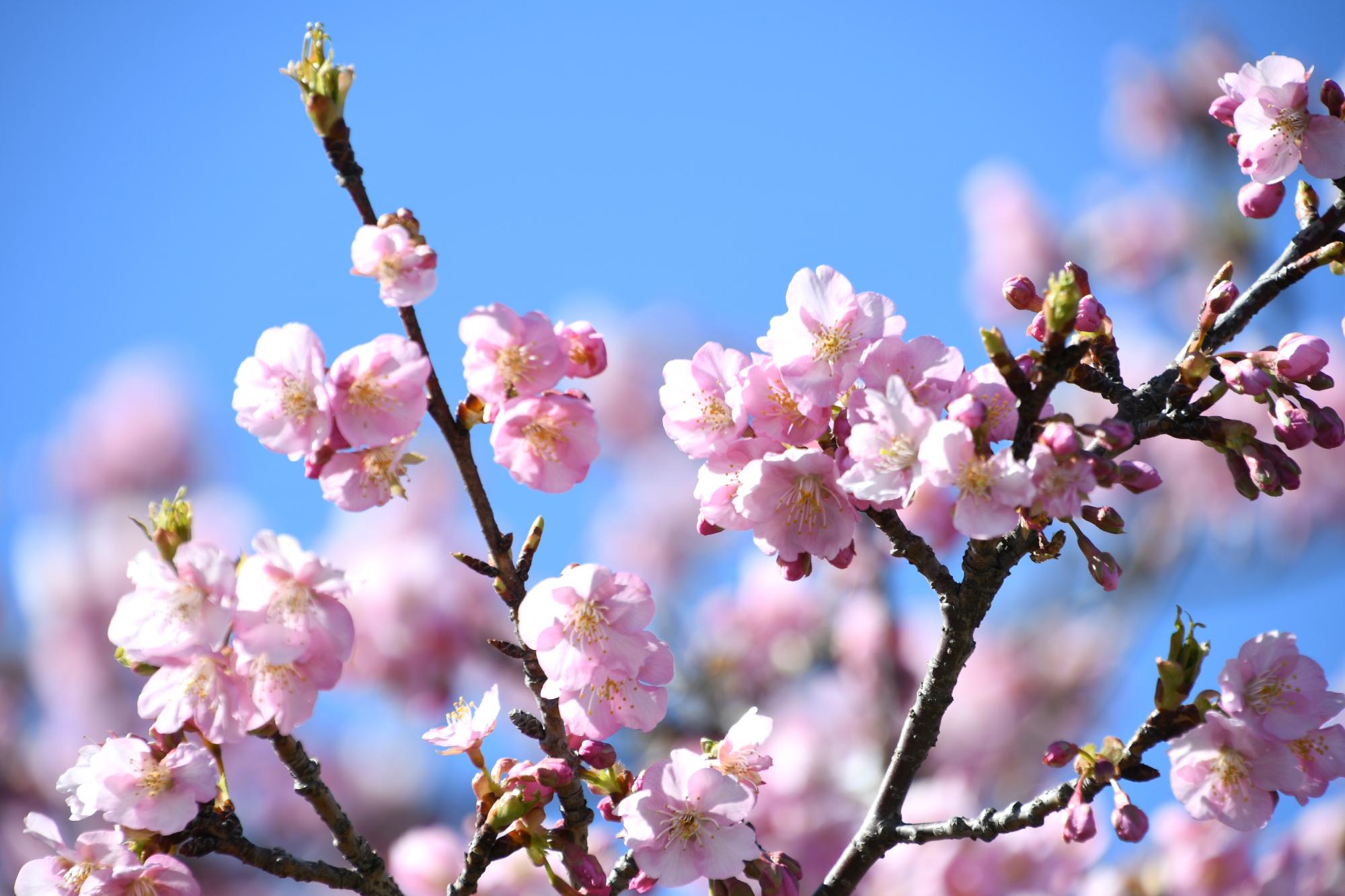 河津桜の花とつぼみ