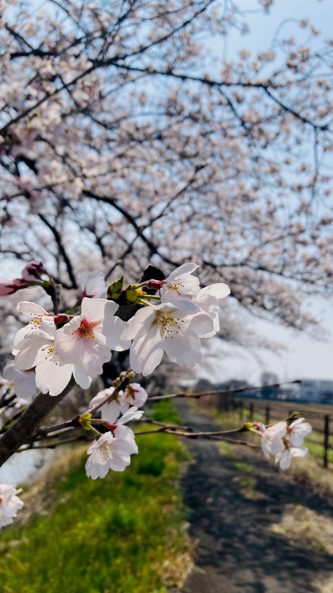 庄内領悪水路沿いの桜