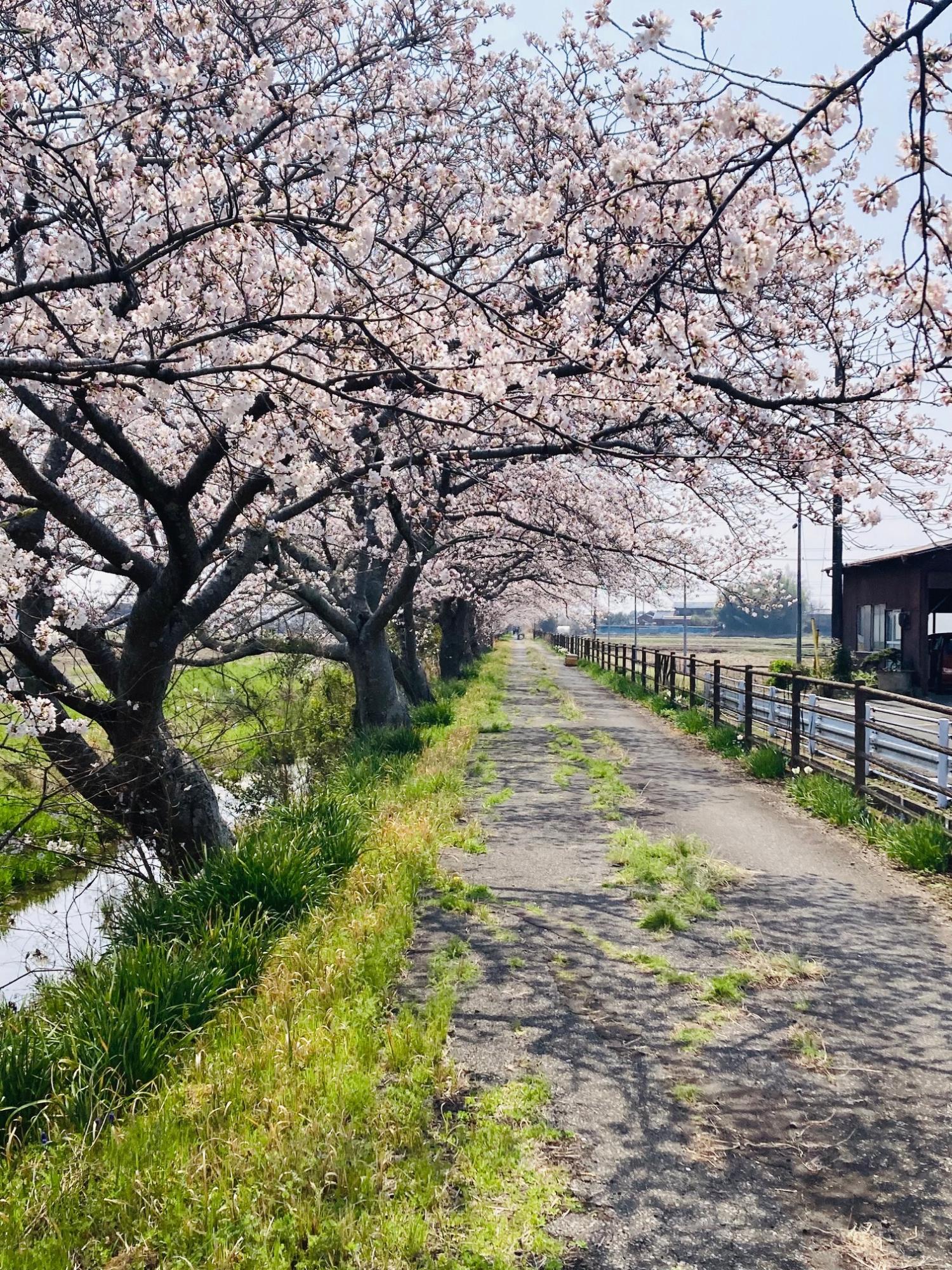 庄内領悪水路沿いの桜