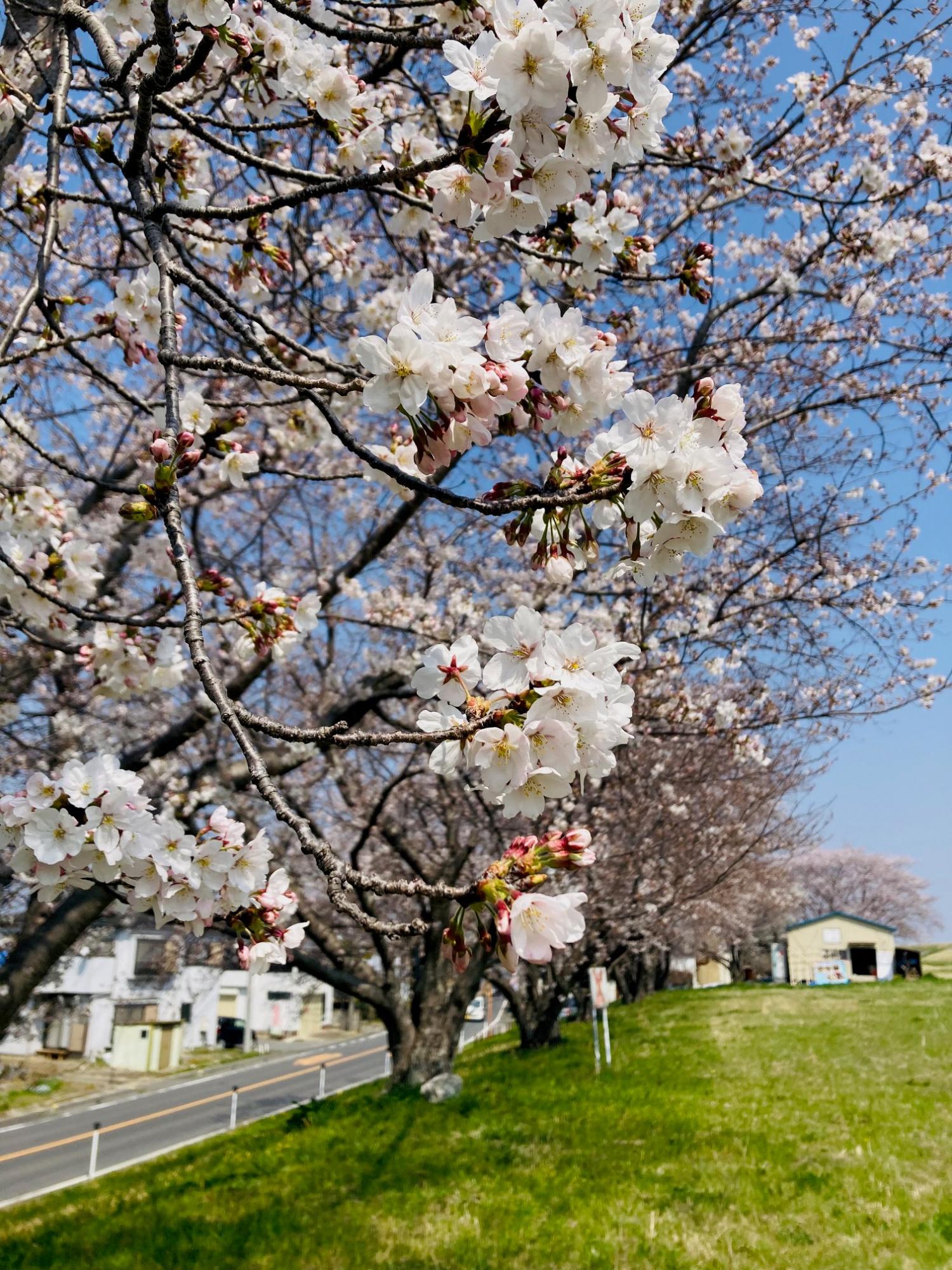 庄内領悪水路沿いの桜