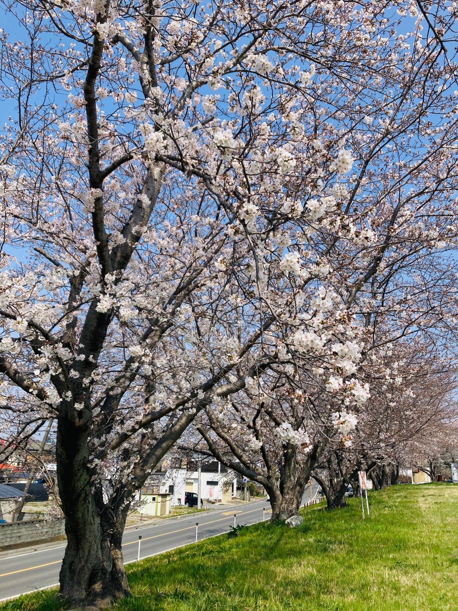 庄内領悪水路の桜