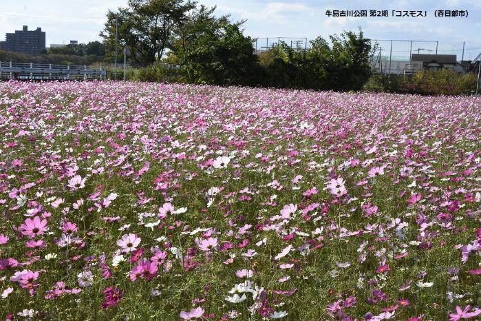 牛島古川公園の一面に広がるコスモスの花の写真