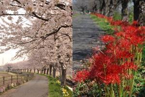 桜が咲く並木道とマンジュシャゲが植わっている散策路それぞれを映した2カットの写真