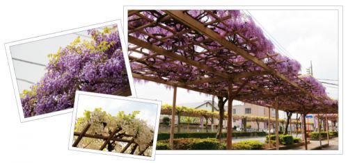 紫色の満開の藤の写真、満開の藤棚を下のふじ通りから撮影した写真、白い満開の藤の花の写真