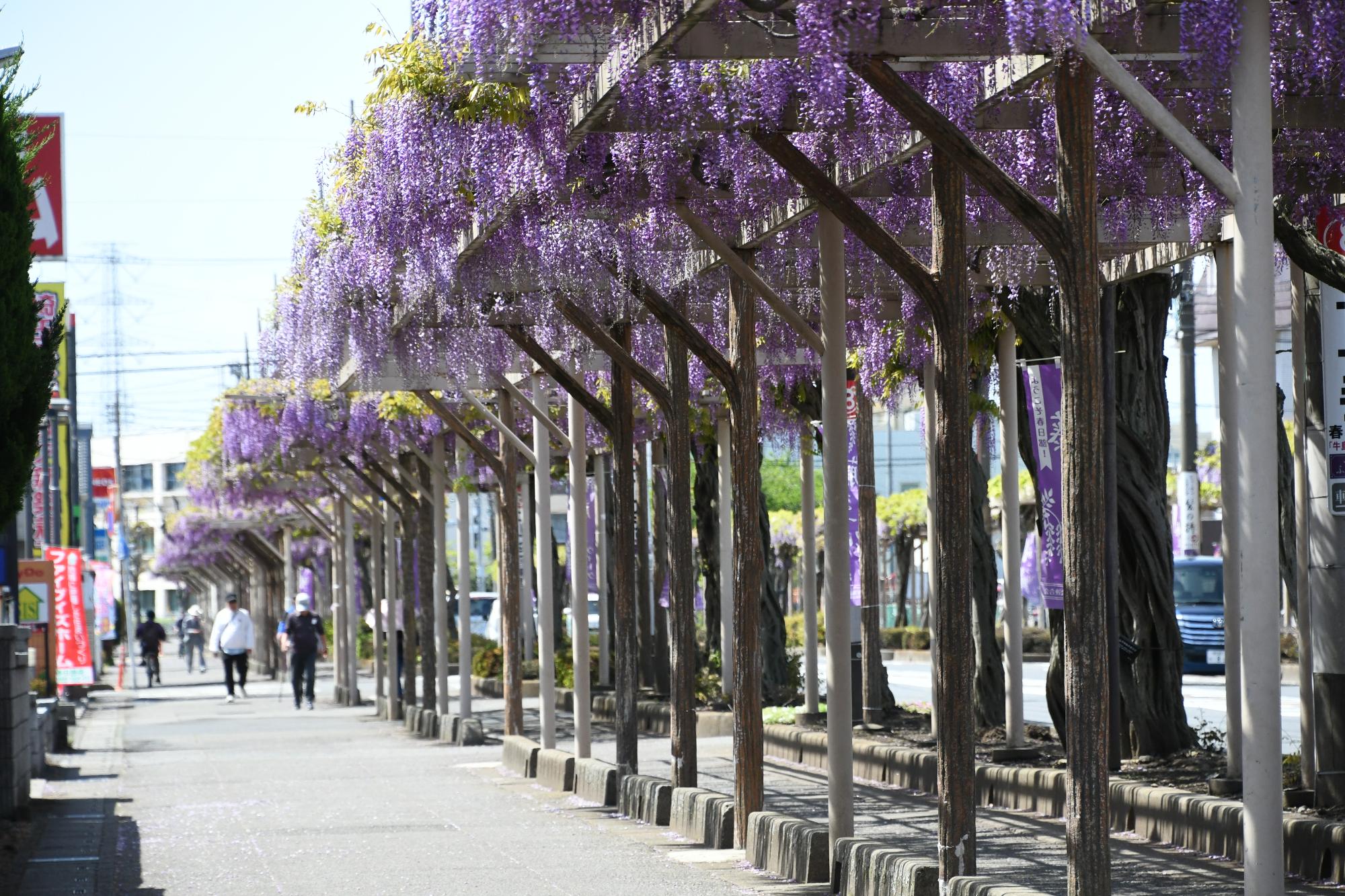 ふじ通り沿いにフジの花が咲いている様子