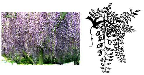 紫色をした満開のフジの写真と、フジの花の白黒のイラストが並んでいるイメージ
