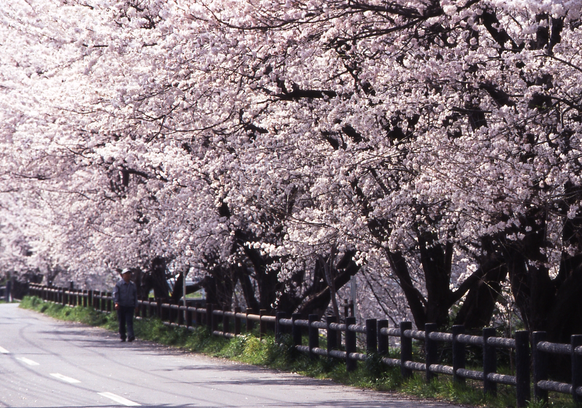 古隅田川沿いの桜並木