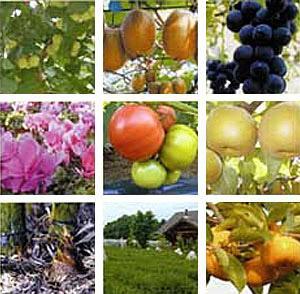 色とりどりの果物や農産物の写真が9枚並んでいる写真
