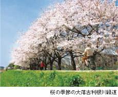 満開の桜並木と行きかう人たちの写真に、桜の季節の大落古利根川緑道と説明書きされている写真
