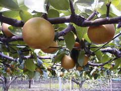 木に大きな梨の実がたくさん生っている梨園の様子の写真
