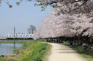晴れた空と河川敷、桜並木がある遊歩道の写真