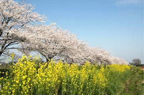 黄色い菜の花と満開の桜が綺麗な風景写真