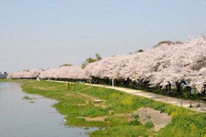 桜の花の並木道と河川敷を遠景から撮影した写真