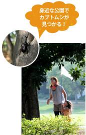 「身近な公園でカブトムシが見つかる！」と書かれたフキダシと、虫とりをする親子と木にとまったカブトムシが写っている写真