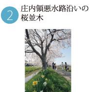 緑の植え込みと薄桃色の桜の花が咲く庄内領悪水路沿いの桜並木の写真