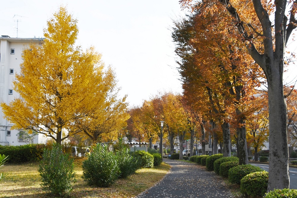 武里団地の道沿いの木々が紅葉している様子