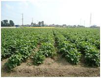 青空の下の夏の黒豆畑の写真