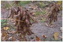 すずなりについた豆が茶色くなっている黒豆の収穫前の写真