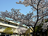 桜が咲いている奥に見える「幸松小学校」の写真（「幸松小学校」のサイトへリンク）