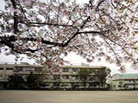 桜が咲いている奥に見える「豊野小学校」の写真（「豊野小学校」のサイトへリンク）