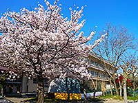 桜が咲いている奥に見える「牛島小学校」の写真（「牛島小学校」のサイトへリンク）