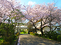 両側に桜が咲いている奥に見える「宮川小学校」の写真（「宮川小学校」のサイトへリンク）