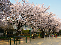 たくさんの桜が咲いている奥に見える「小渕小学校」の写真（「小渕小学校」のサイトへリンク）