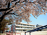 桜が咲いている奥に見える「南桜井学校」の写真（「南桜井小学校」のサイトへリンク）