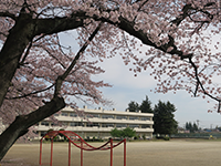 桜が咲いている奥に見える「桜川小学校」の写真（「桜川小学校」のサイトへリンク）