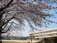 桜が咲いている奥に見える「中野小学校」の写真（「中野小学校」のサイトへリンク）