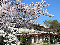 桜が咲いている奥に見える「緑中学校」の写真（「緑中学校」のサイトへリンク）