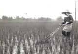 農具で除草を行なっている人の白黒写真
