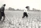 棒状の道具で田んぼの除草を行う人の白黒写真