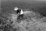 田んぼで倒れた稲を起こす様子の白黒写真