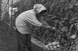 農作業着を着てトマトを収穫している人の白黒写真