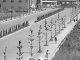 街路樹が生えた整備された歩道を行き交う人々の白黒写真