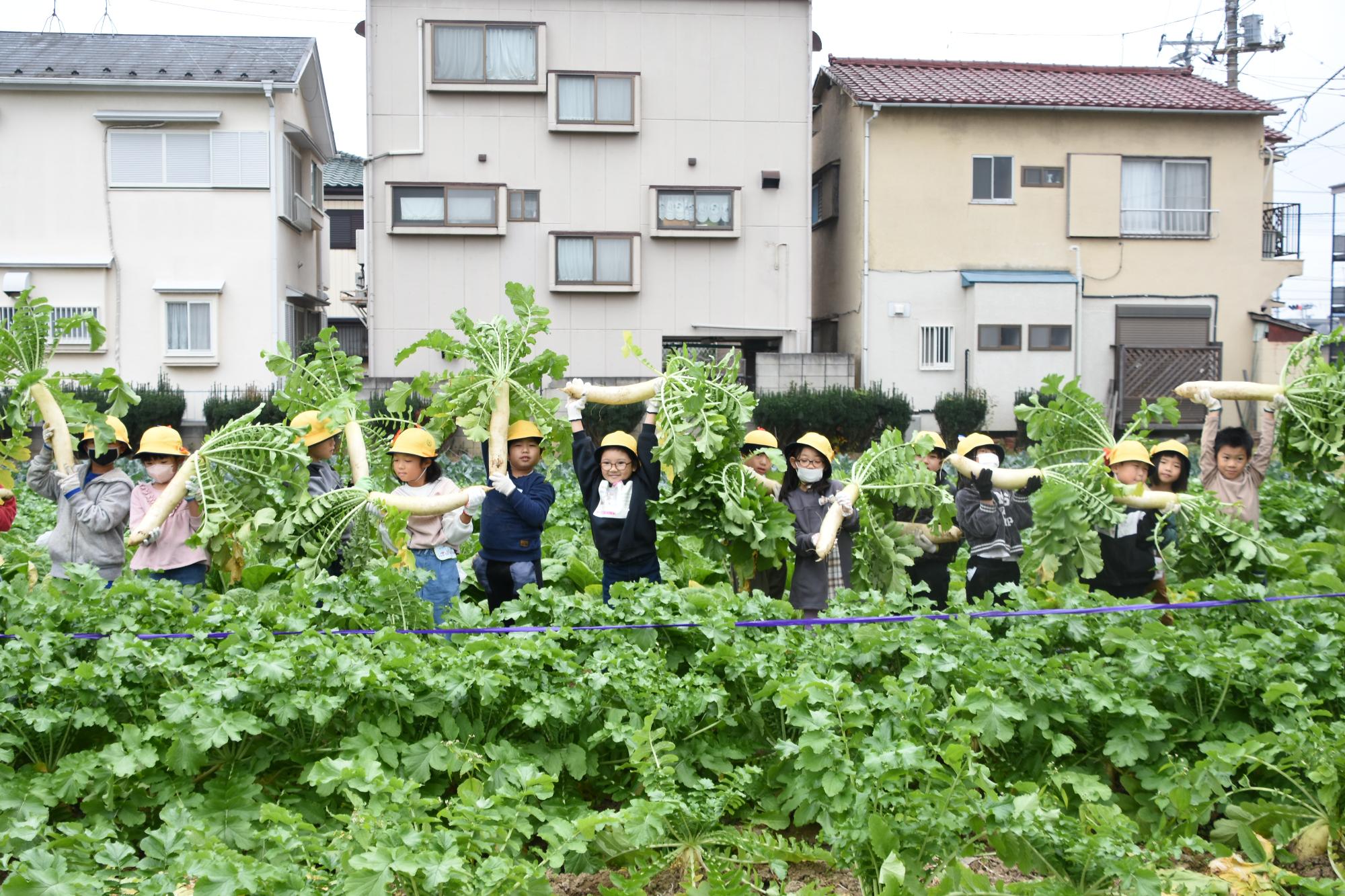 子どもたちが掘った大根を掲げる様子