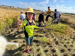 児童が片手に刈り取った稲を持ち、カメラに向かってピースをしている