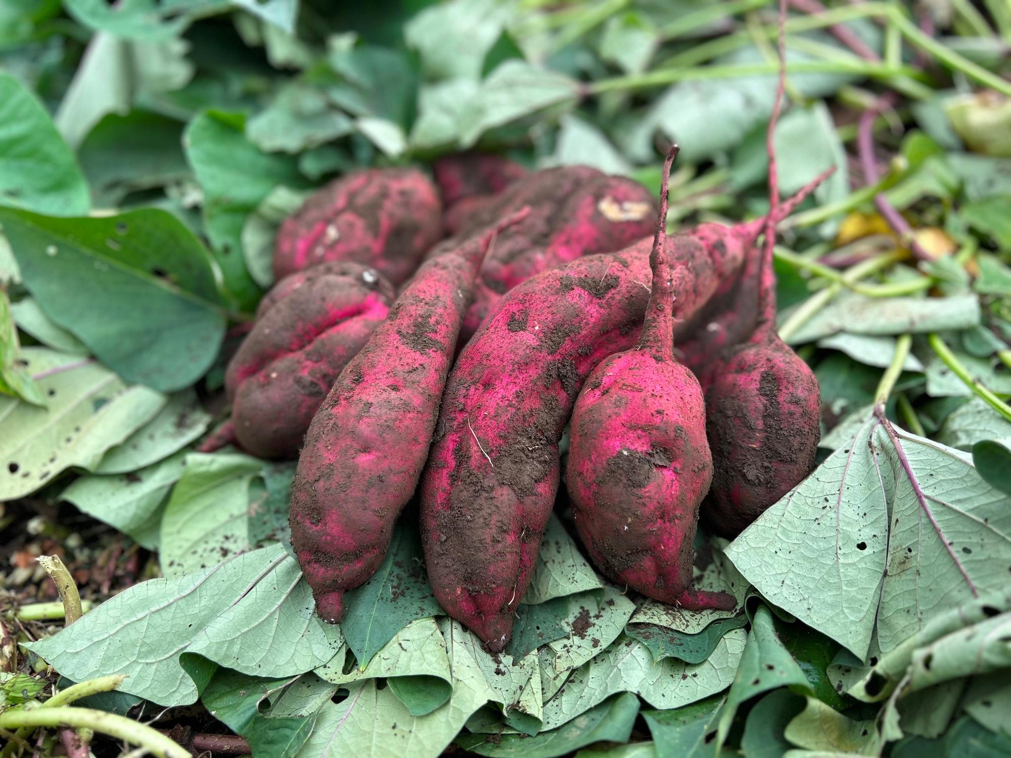 収穫したさつまいも